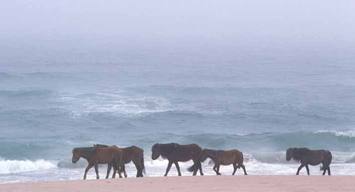 Horses_onthebeach.jpg Horses on beach image by Homeopathy4Health