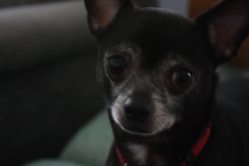 IMAGE: http://i1038.photobucket.com/albums/a464/pegslg/Dogs/Buddyface.jpg