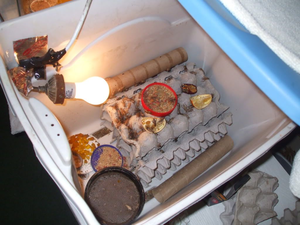 Home made Cricket "keepers" • Bearded Dragon . org