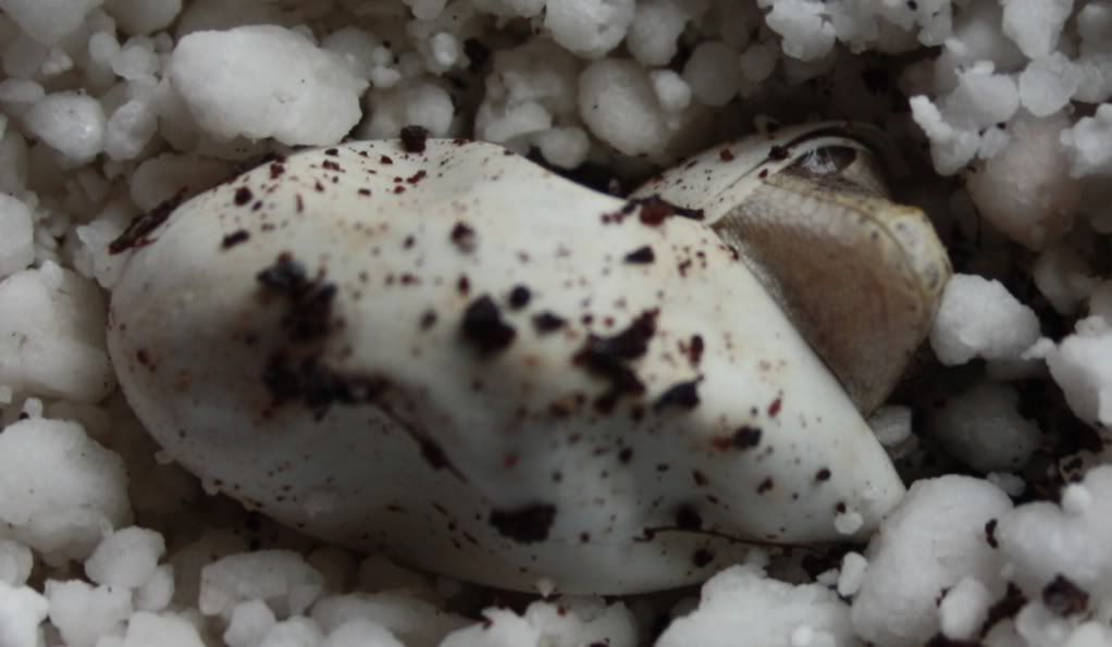 Babyhatching.jpg