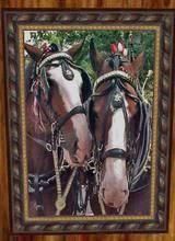 Clydesdales-Snuggled
